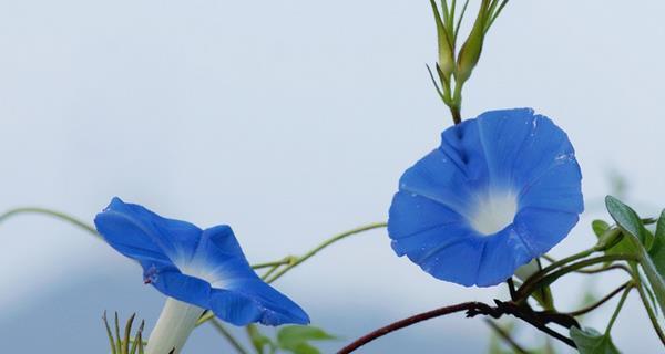 蓝色牵牛花的花语及其寓意（探究蓝色牵牛花的神秘意义和象征力）