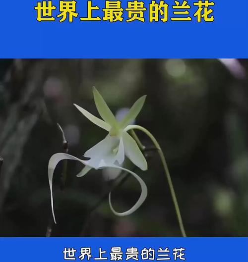 兰花之美——一种崇高品质的象征（兰花的多重象征及其对人类的启示）