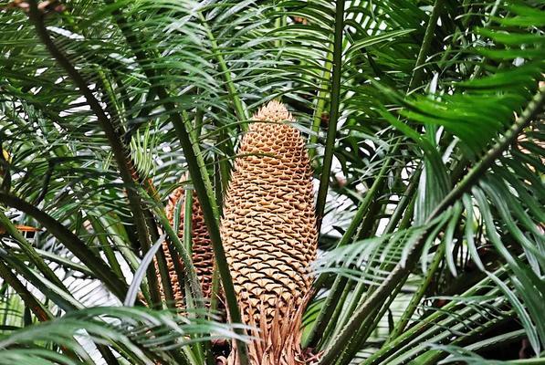 苏铁——一种珍贵的蕨类植物（探秘苏铁的生态习性与药用价值）