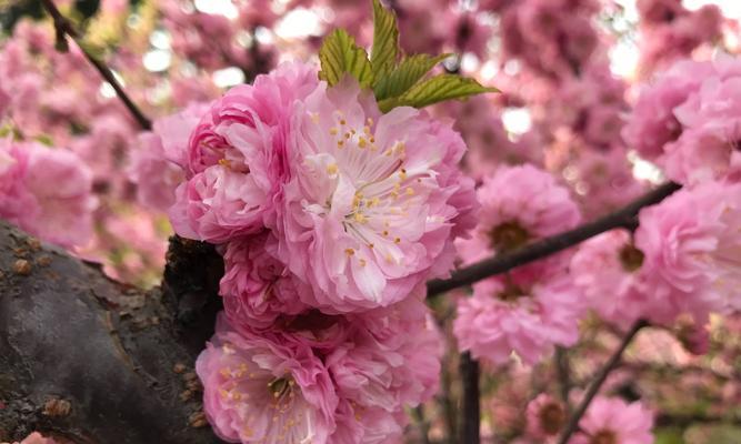 重瓣榆叶梅花开花期多长？（揭秘重瓣榆叶梅开花规律，了解关键期。）