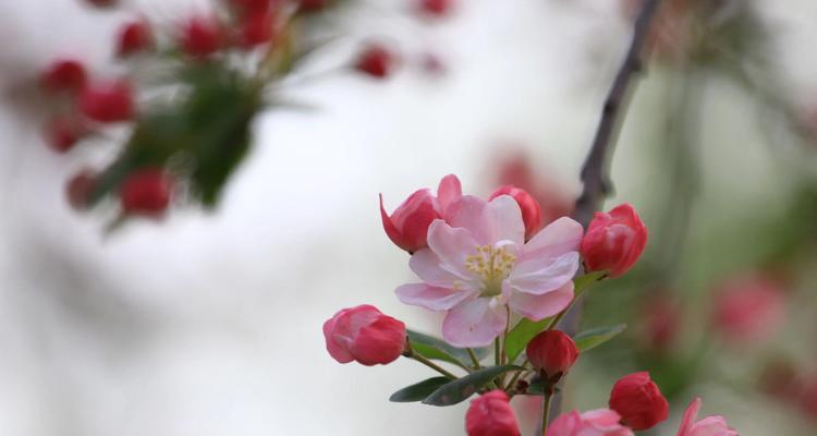 龙须海棠花语（龙须海棠花语的意义及文化传承）