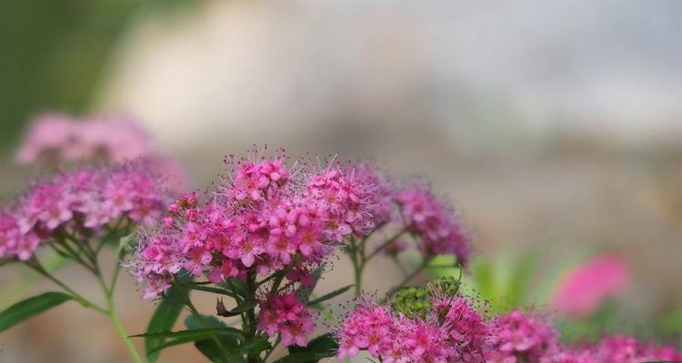 芦荟开花的花语与寓意（探寻芦荟盛放花朵所代表的含义）