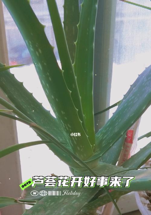 芦荟的神奇象征意义（揭秘芦荟在不同文化中的象征与寓意）