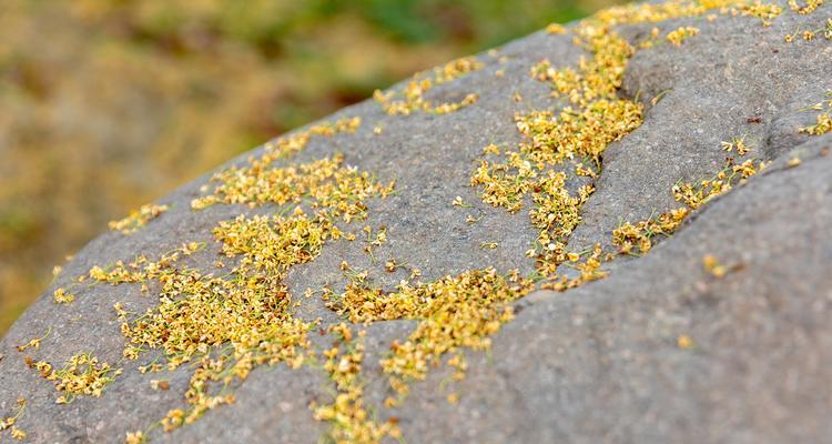 四季桂花的寓意与象征意义（探秘桂花文化中的智慧之花）