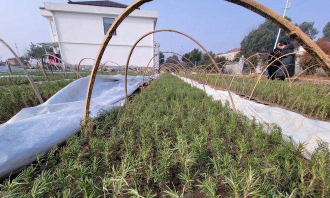 迷迭香种植技术与管理（掌握迷迭香的种植要点与管理技巧，轻松打造私人香草园）