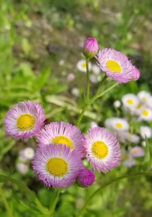 绿色雏菊花语（用心感悟自然之美，雏菊花语传递温暖与希望）