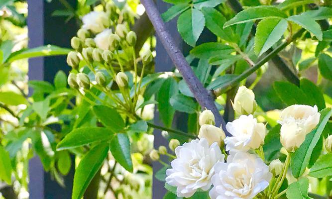 木香花的最佳栽种月份（选择适宜时间让木香花迎来旺季）