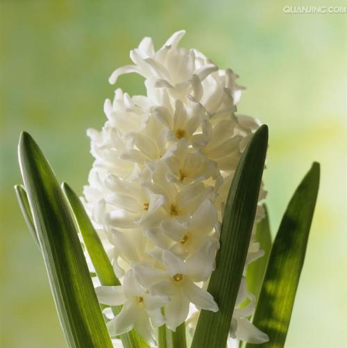 绿色风信子花语（绽放在春天的绿色风信子花朵，传递着美好的寓意）