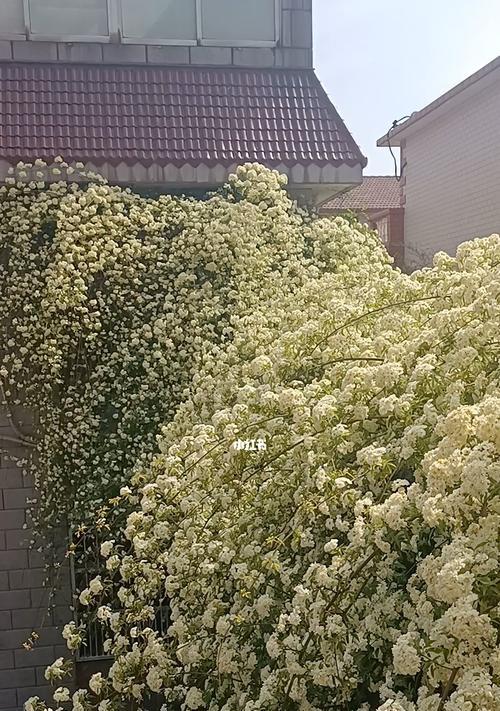 木香花的最佳栽种月份（选择适宜时间让木香花迎来旺季）