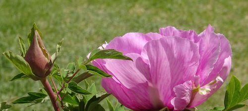 绿色牡丹花（繁花似锦、恢弘壮丽，透露着春天的气息）