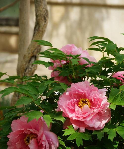 绿色牡丹花（繁花似锦、恢弘壮丽，透露着春天的气息）