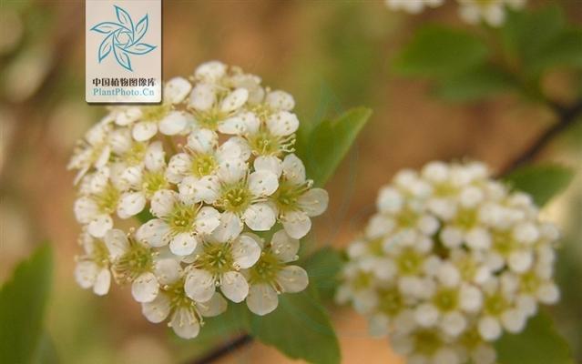 麻叶绣线菊花语（绣线菊花语的意义及文化传承）