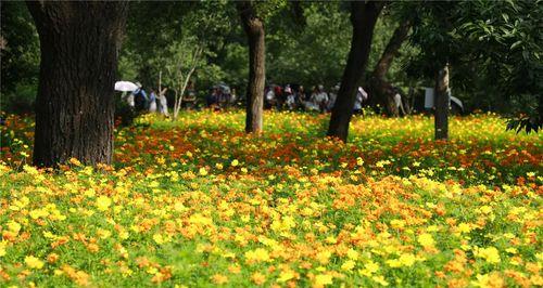 硫华菊的种植技巧与注意事项（什么时候播种最好？如何培育健康的硫华菊？）