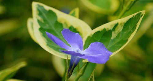 蔓长春花的花语——盛开的希望（韧劲十足的蔓延，绽放春天的信仰）