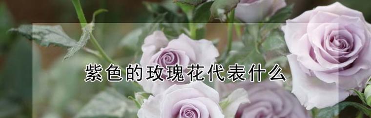 玫瑰花语与象征（探索玫瑰的花语与象征，传递爱情的美丽）