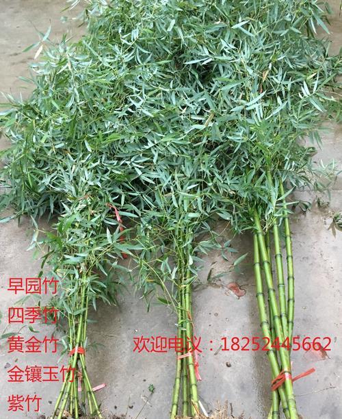 庭院种植的最佳竹子（如何选择适合自己的庭院竹子）