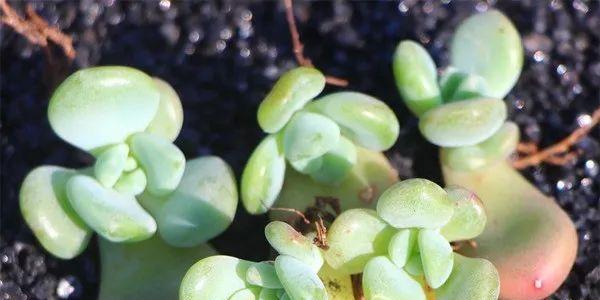 多肉种植全攻略（学习多肉种植方法，让你轻松打造独特花园）