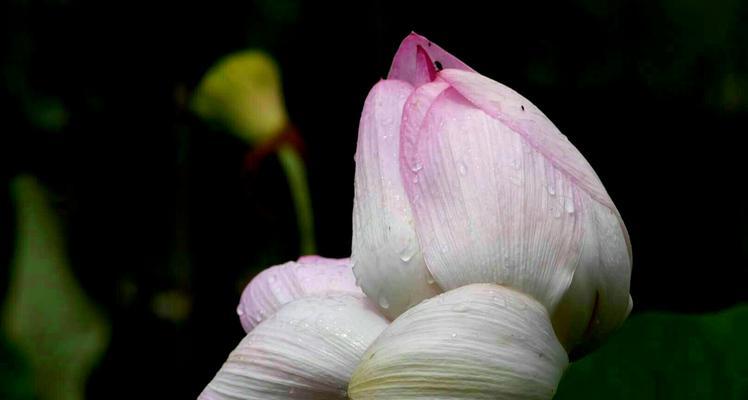 花语之美（花间的言语，一场美丽的对话）