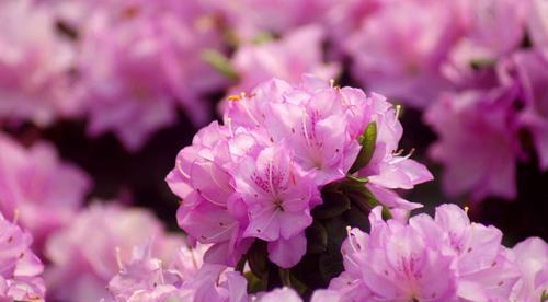 梅花的花语——坚韧与希望（梅花花语深意的解读与启示）