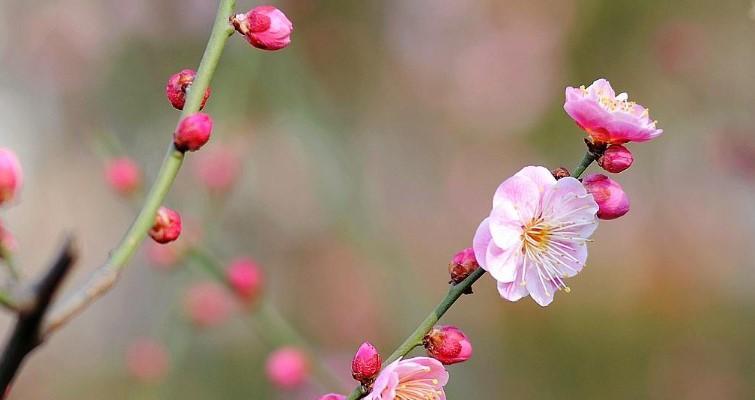 梅花花语——坚韧不拔的象征（梅花花语的意义与传承）