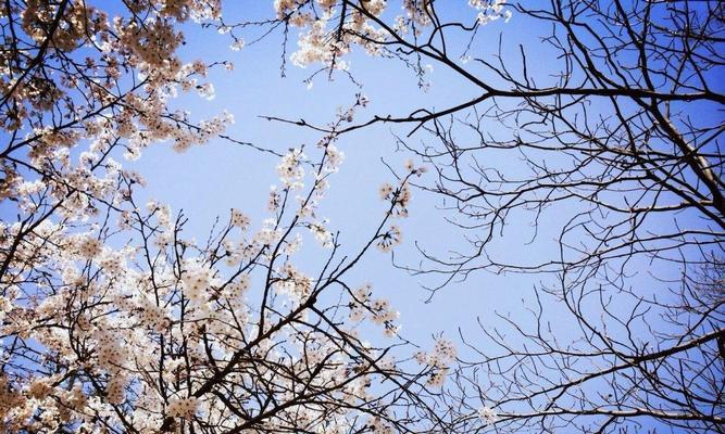 赏樱花，迎春意——樱花季节的魅力（樱花盛宴，春日艳遇）