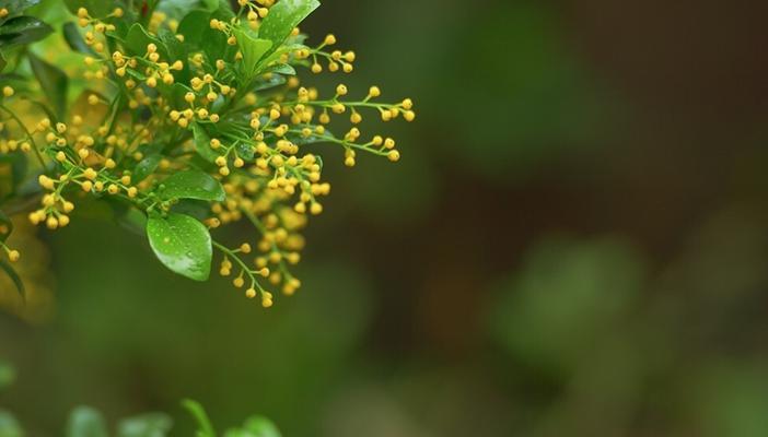 花开米兰，芬芳绽放（探寻米兰花的花语之美）