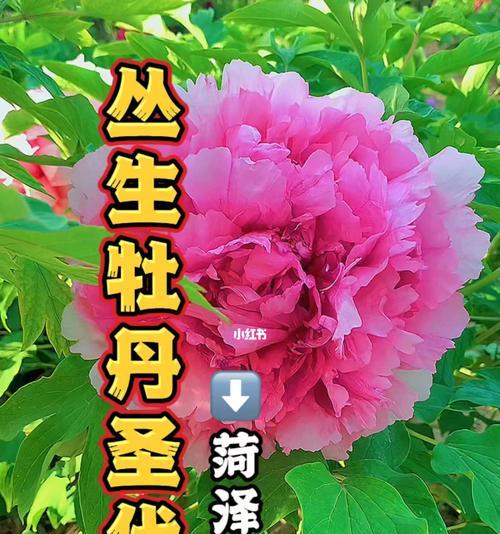 牡丹花之美与花语（揭示牡丹花的花语及象征意义）