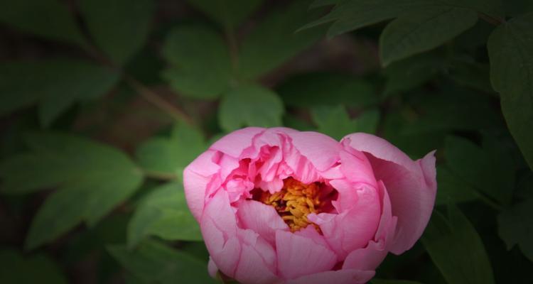 牡丹花语（牡丹花语的深刻内涵和不同颜色的象征意义）