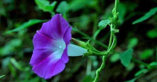 牵牛花的花语——自由与坚韧的象征（牵牛花的美丽绽放与深层含义）