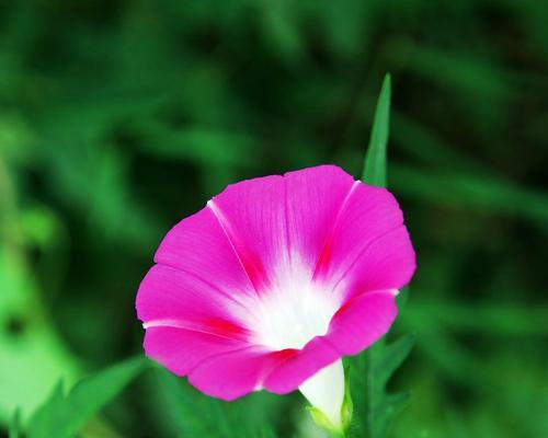 牵牛花的花语——自由与坚韧的象征（牵牛花的美丽绽放与深层含义）