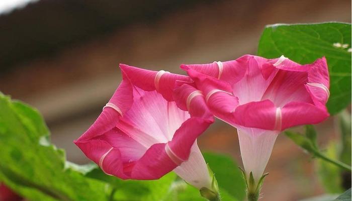 以牵牛花象征勤劳和热忱的人（探寻牵牛花的象征意义，展示勤劳和热忱的光辉）