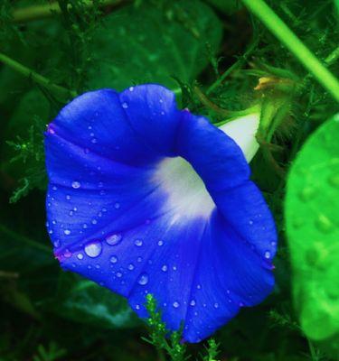 牵牛花（揭示牵牛花的神秘与浪漫，探寻其在爱情中的象征意义）