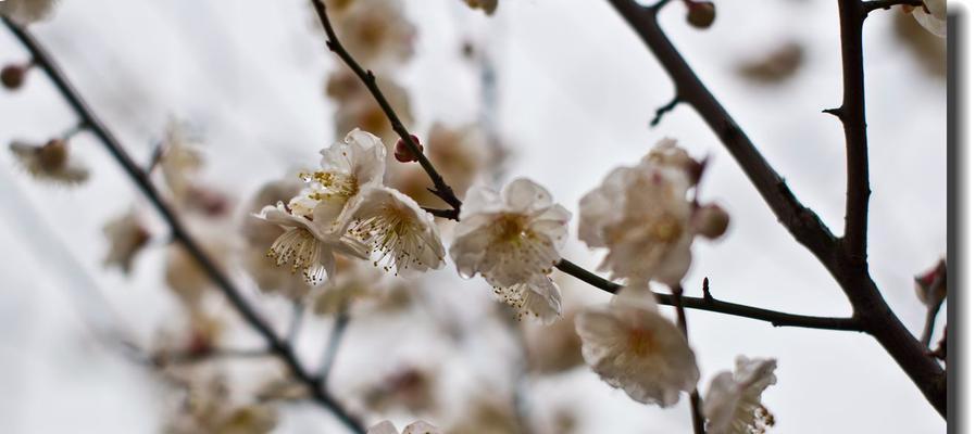 青梅花的花语与寓意（青梅花的美丽与坚韧，蕴含着生命的哲理）