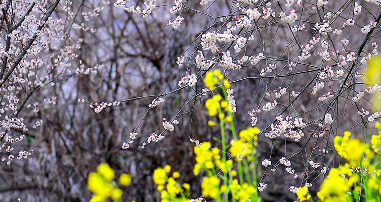 青梅花的花语与寓意（青梅花的美丽与坚韧，蕴含着生命的哲理）