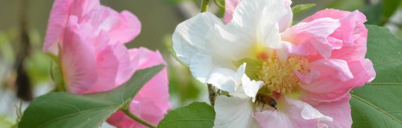 如何正确地掐尖芙蓉花（芙蓉花的繁殖之道）