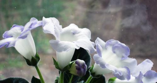 如何正确地掐尖芙蓉花（芙蓉花的繁殖之道）