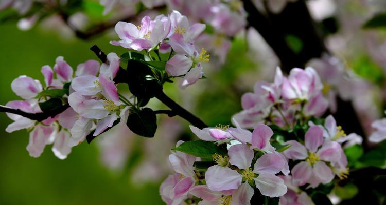 日本海棠花花语（探寻日本海棠花的内涵与象征意义）