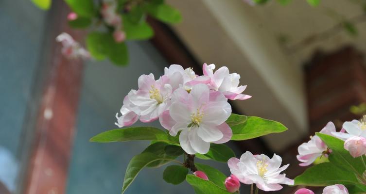 日本海棠花花语（探寻日本海棠花的内涵与象征意义）