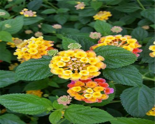 五彩花的种植与养护（五彩花的种植方法和注意事项）