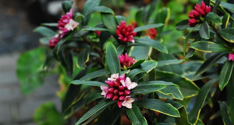 瑞香花开的奥秘（一年开花次数与生长条件）