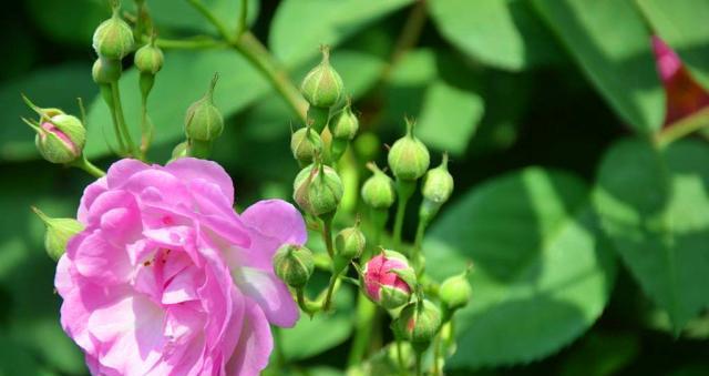 蔷薇开花季节详解（了解蔷薇开花时间，美丽不再等待）