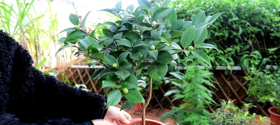 茶花养护指南（如何让茶花健康茁壮成长）