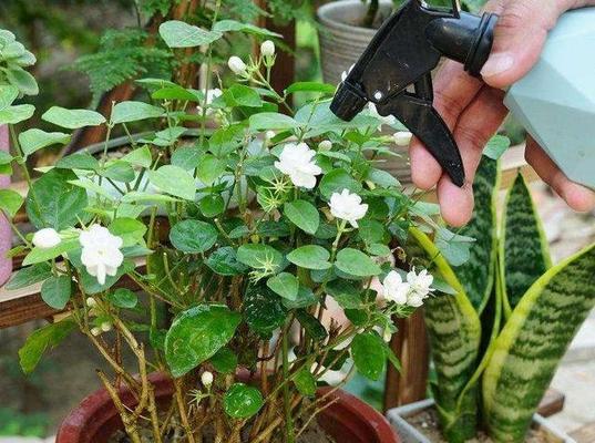 茉莉花的养护技巧（如何让茉莉花茁壮成长）