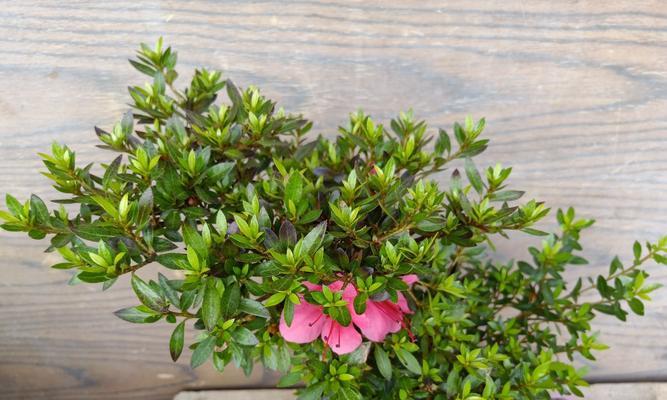 夏鹃花的养殖技巧（打造盛夏花海，从夏鹃花开始）