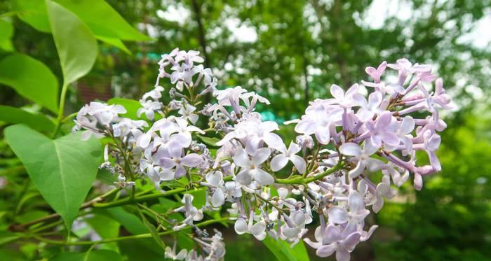 丁香花的花朵特征（详解丁香花的形态特征及区别）