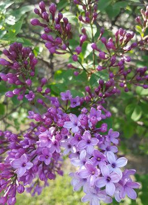 丁香花的花朵特征（详解丁香花的形态特征及区别）