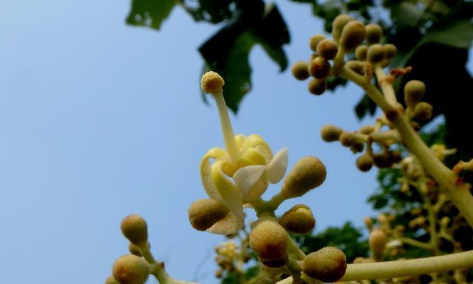 以百合花代表原谅——宽恕之美（用花语传达宽容与宽恕的力量，感受心灵的释放）