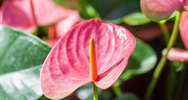 花朵中的魅力（以花为语，解读魅力密码）