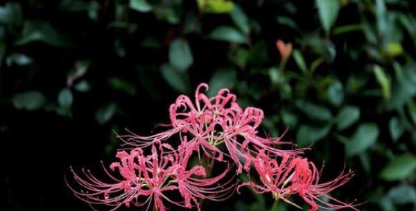 悲伤之花（探究不同花的花语，传达悲伤情感）