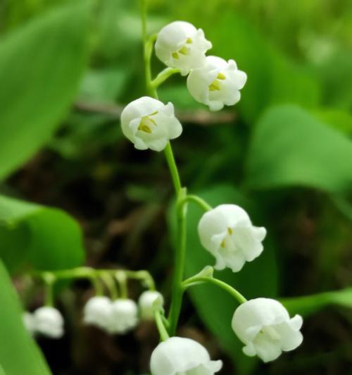 被背叛的花语（揭示背叛欺骗的花之谜）